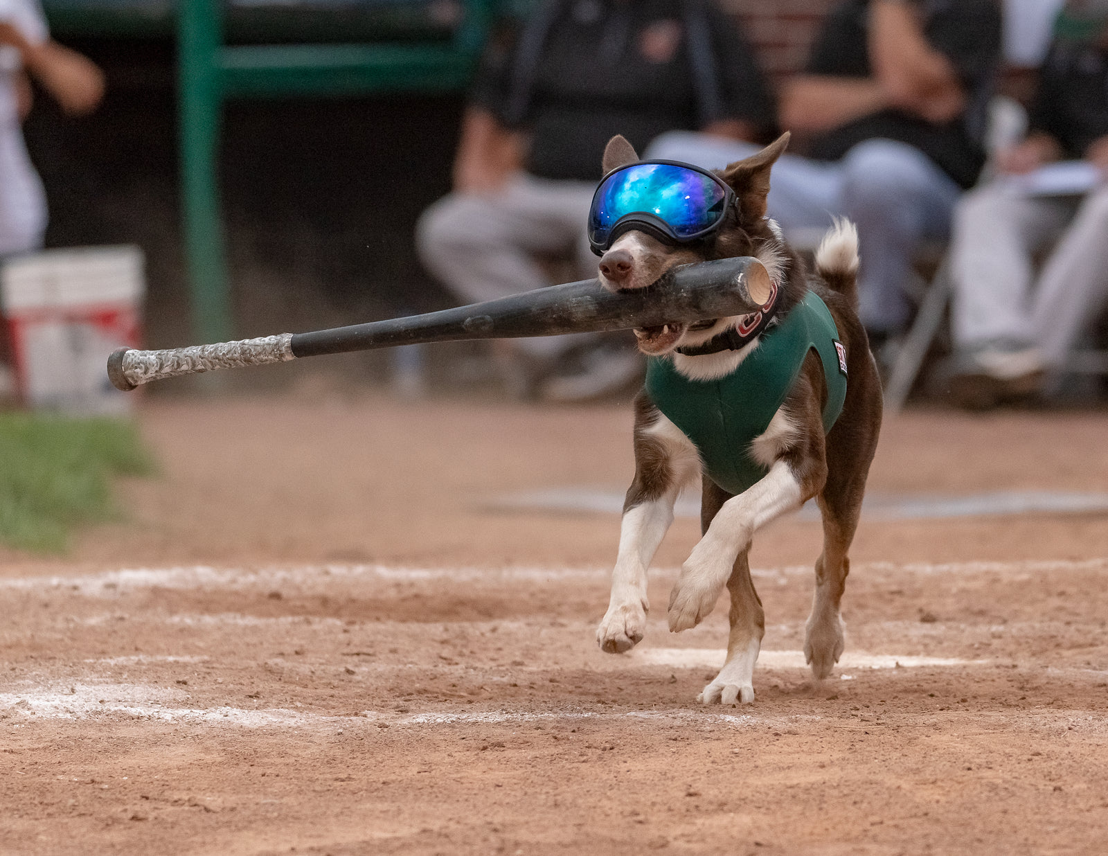 Border Collie wearing Rex Specs Dog Goggles at a baseball field carrying a baseball bat.