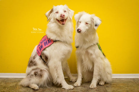 Double Merle Australian Shepherds Posing