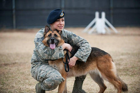 German Shepherd posting with military female handler