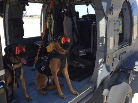 Military working K9s pose in their Rex Specs Dog Goggles