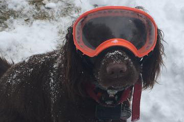 Brown fluffy dog wearing orange Rex Specs dog goggles