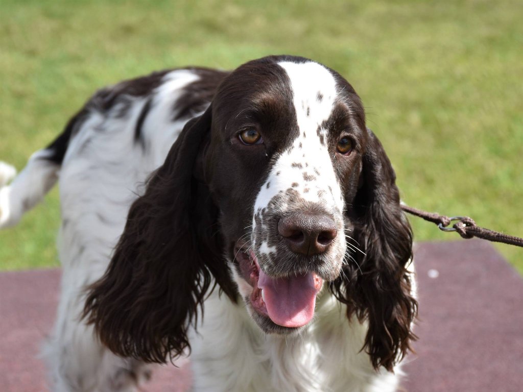 Hunting Dog Poses Outside