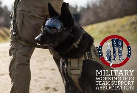 Military K9 Black Shepherd poses in Rex Specs Dog Goggles