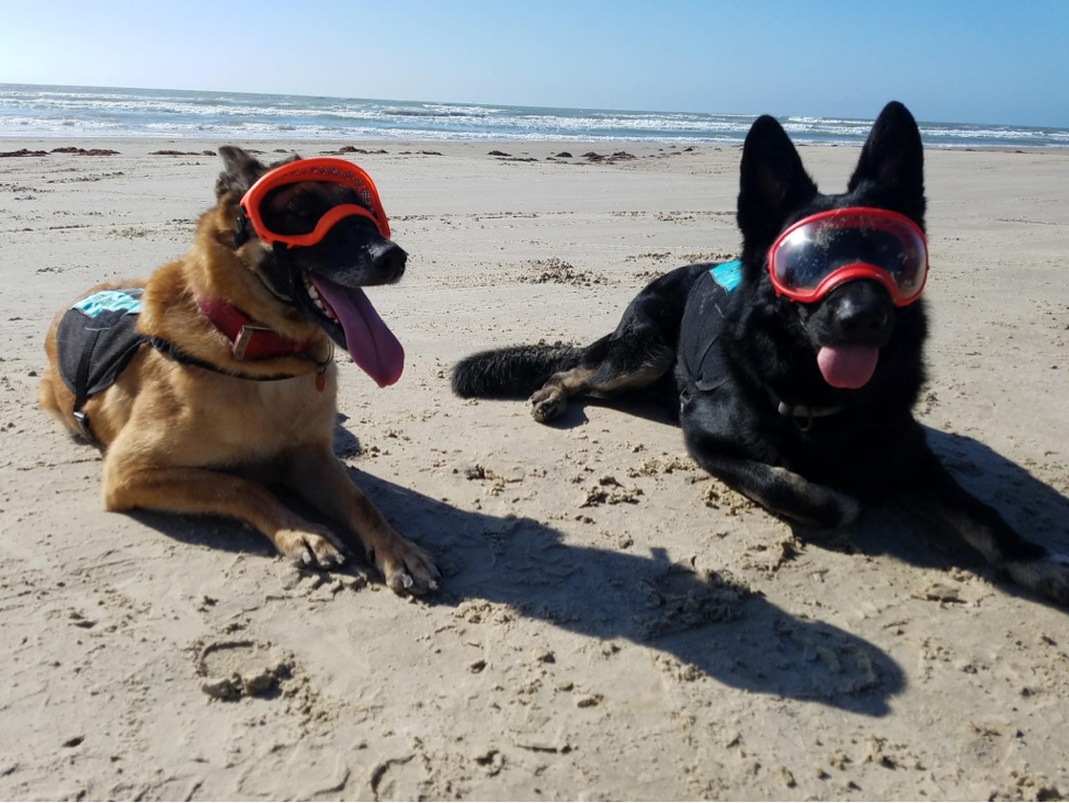 Two german shepherds laying on a sandy beach wearing orange Rex Specs dog goggles