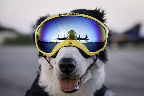 Border collie wearing Rex Specs dog goggles