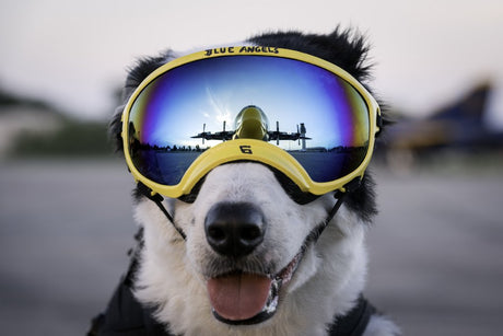 K9 Piper poses outside with airplane reflection in her Rex Specs Dog Goggles