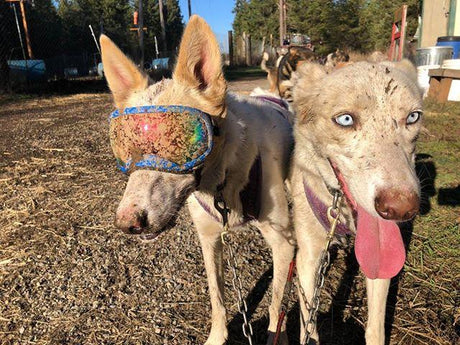 White Sled dog with muddy Rex Specs Dog Goggles