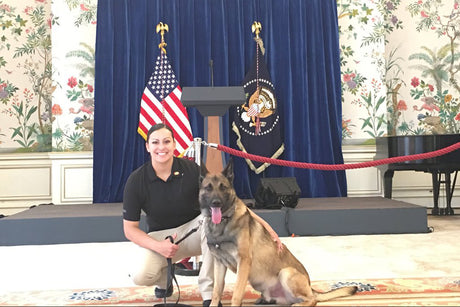 Military K9 German Shepherd with handler at the white house