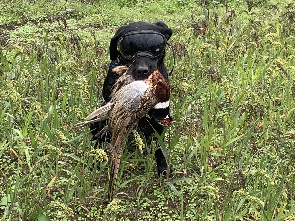 Duck Hunting Black Lab in Rex Specs Dog Goggles 