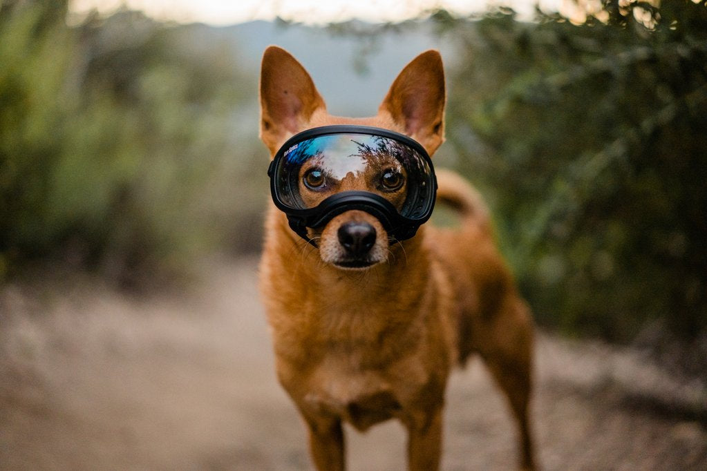 Small dog stands outside wearing black Rex Specs dog goggles