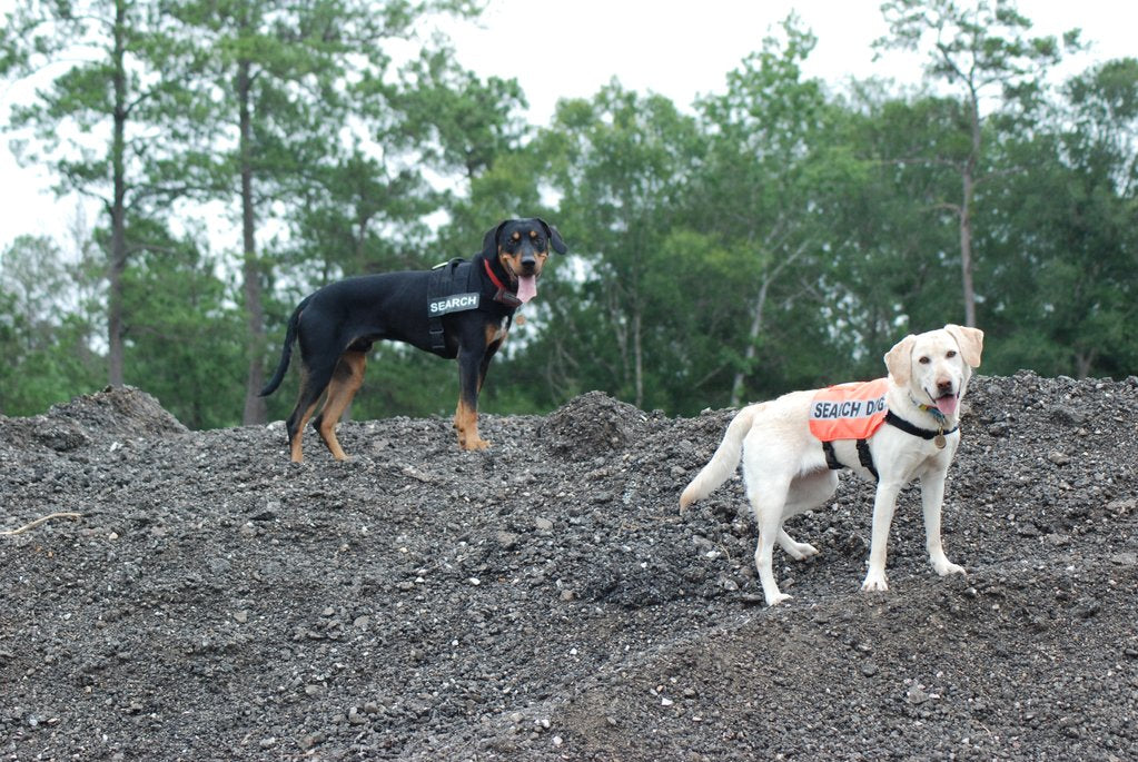 Two search dogs pose outside