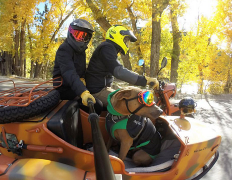 Cruising in comfort : Rex Specs Dog Goggles