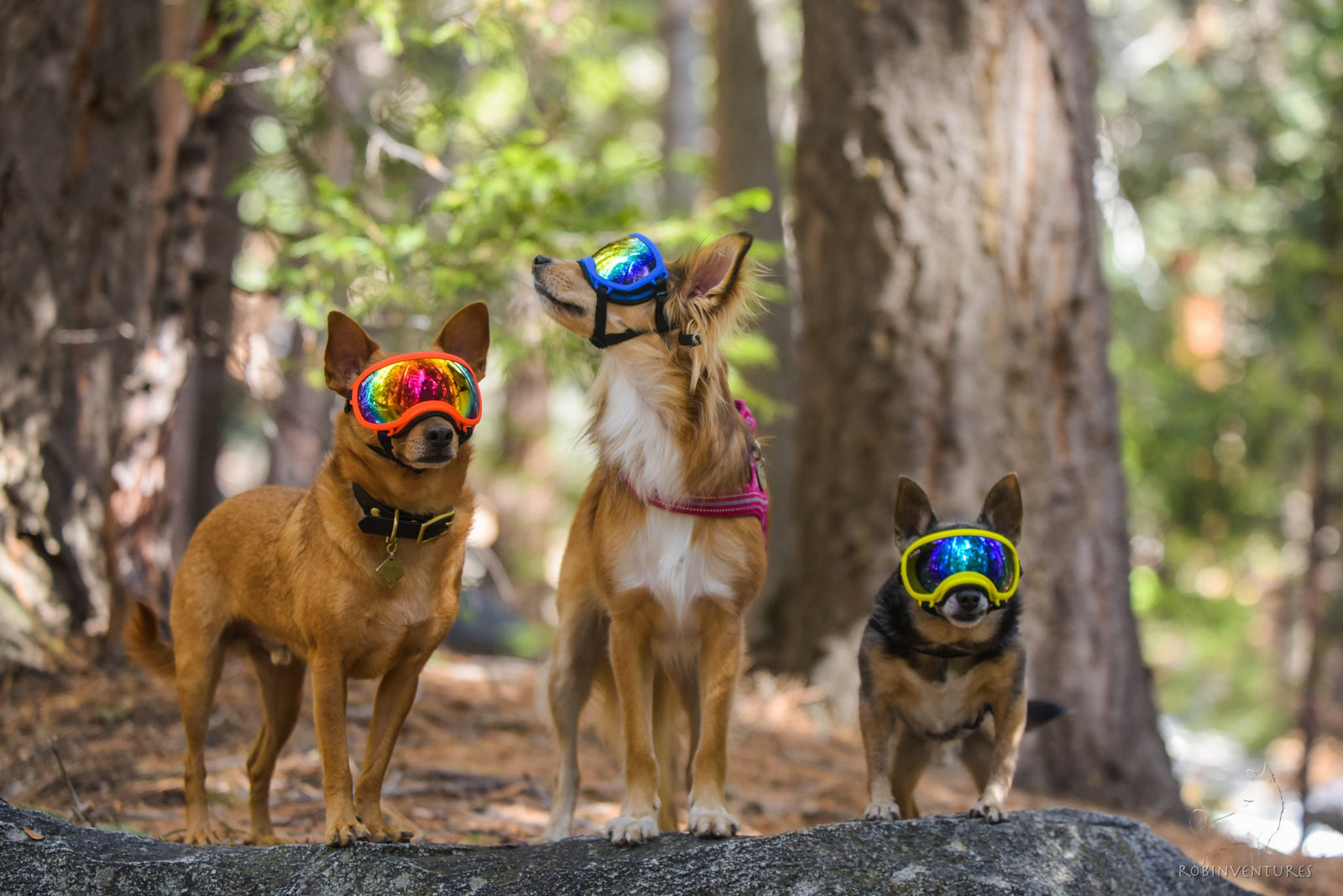 Three dogs in a forest wearing Rex Specs dog goggles