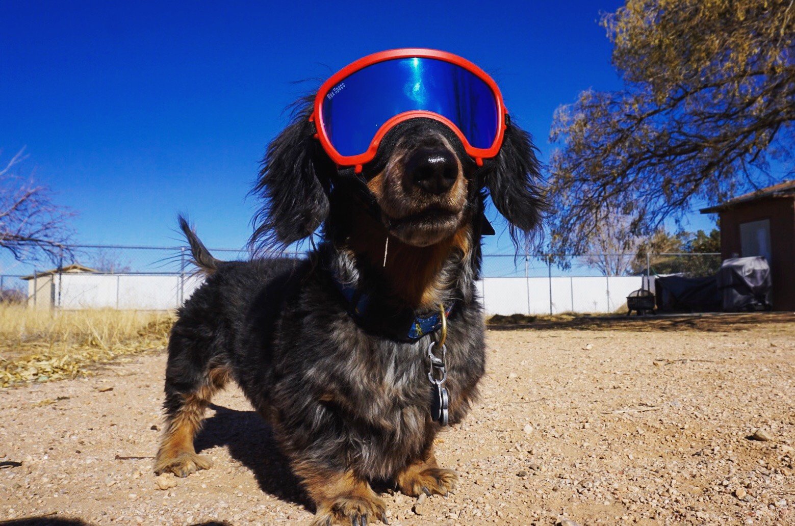 Weiner dog wearing Rex Specs dog goggles