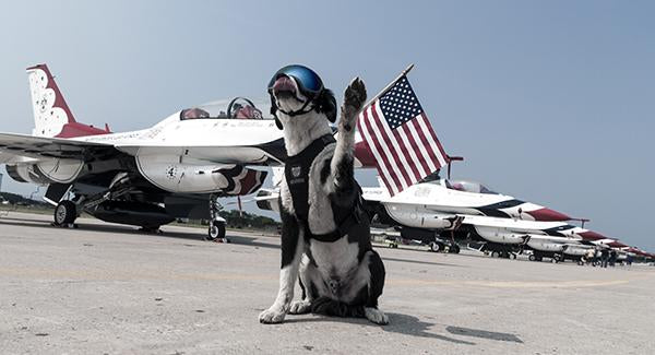 Dog wearing Rex Specs Dog Goggles waving with flag and aircrafts in background