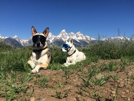 Two dogs wearing Rex Specs Dog Goggles posing in front of the Tetons