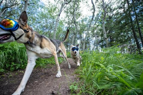 Two dogs trail running during the summer while wearing Rex Specs dog goggles