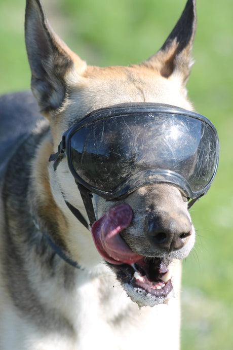 German Shepherd in Rex Specs Dog Goggles with scratched lenses