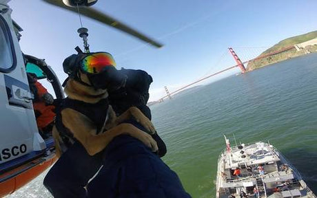 USCG Dog wearing Rex Specs Dog Goggles rappeling from helicopter near Golden Gate Bridge