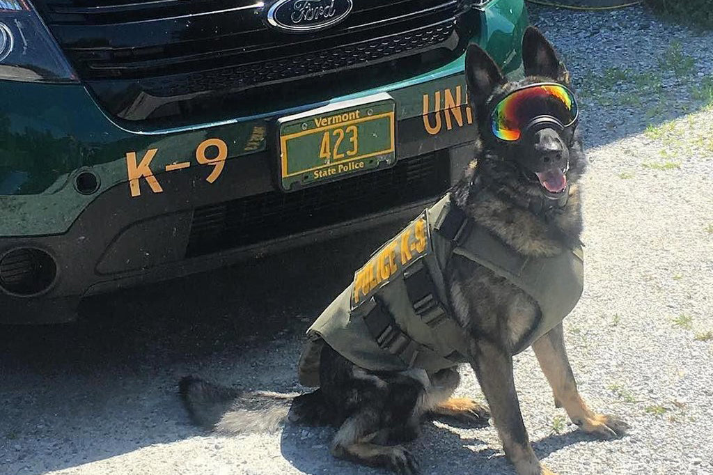 Vermont K-9 German Shepherd Smiles at camera wearing Rex Specs Dog Goggles