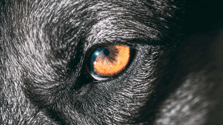 What Do Dogs See? Not Exactly What You Might Think