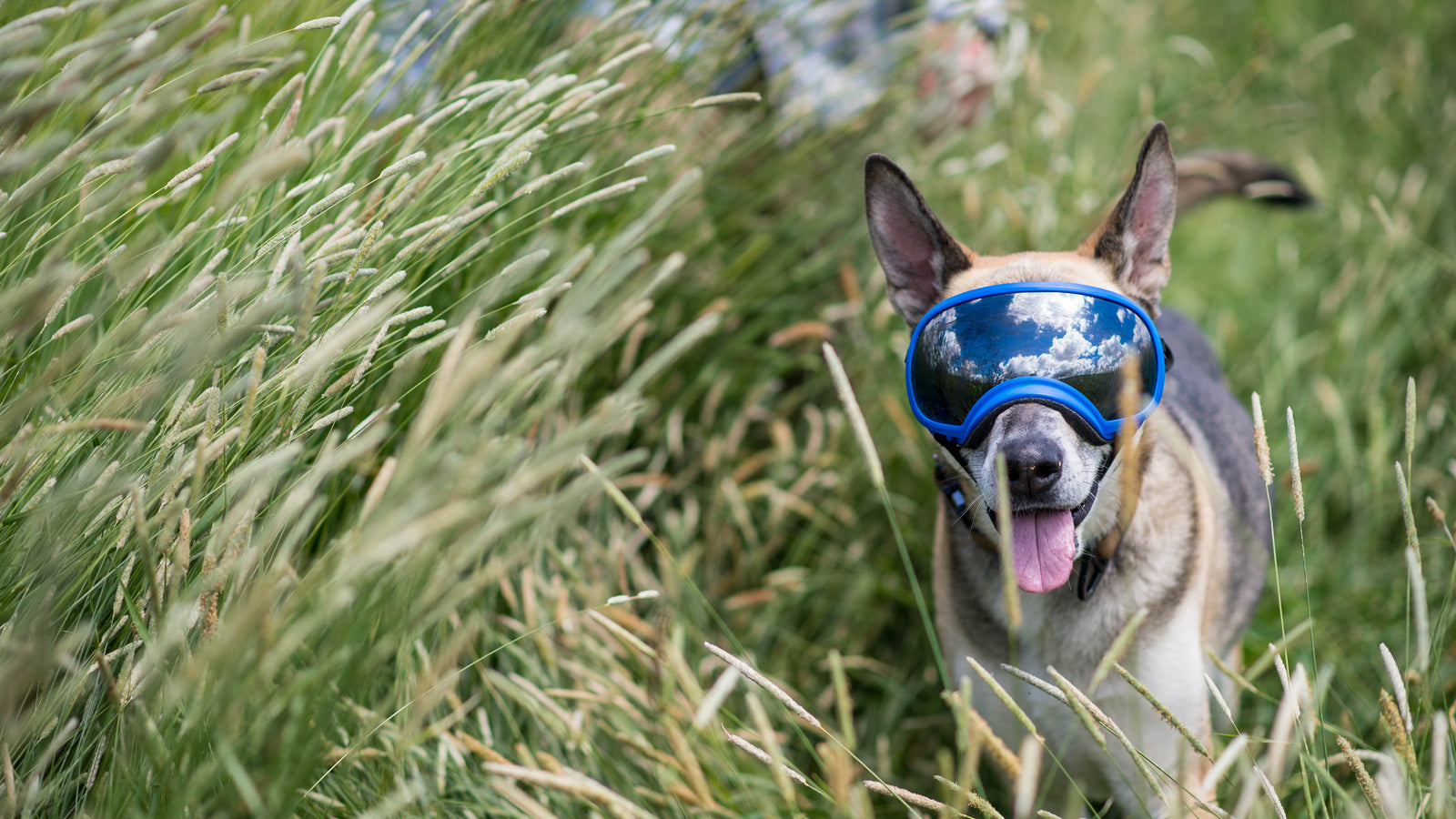 Shepherd dog stands outside in a field wearing blue Rex Specs Dog Goggles