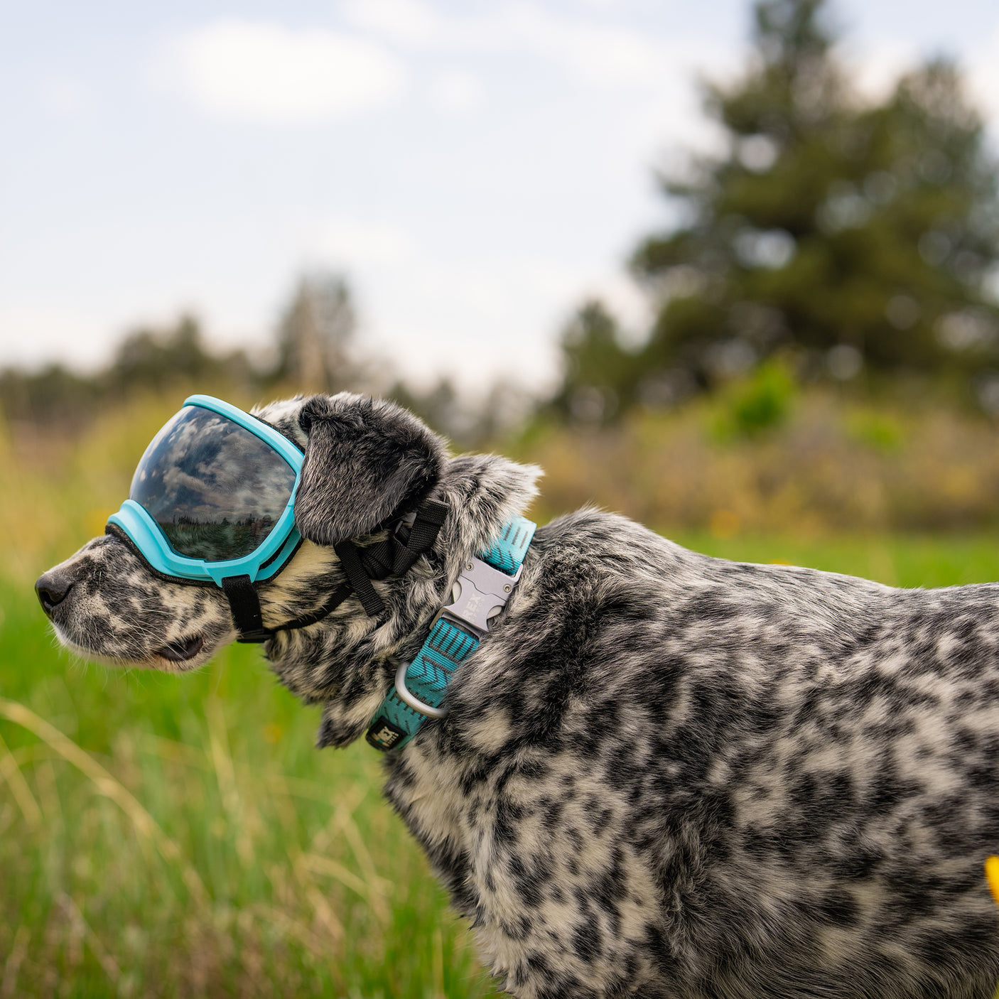 Wanderer Collar