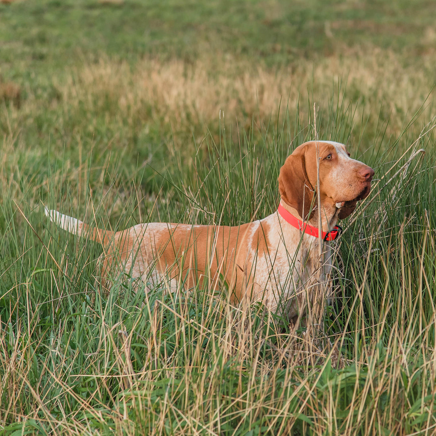 Weather-Resistant Brahma Collar