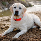 Weather-Resistant Brahma Collar