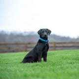 Weather-Resistant Brahma Collar