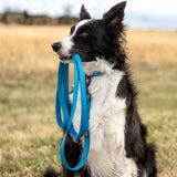 Weather-Resistant Brahma Leash