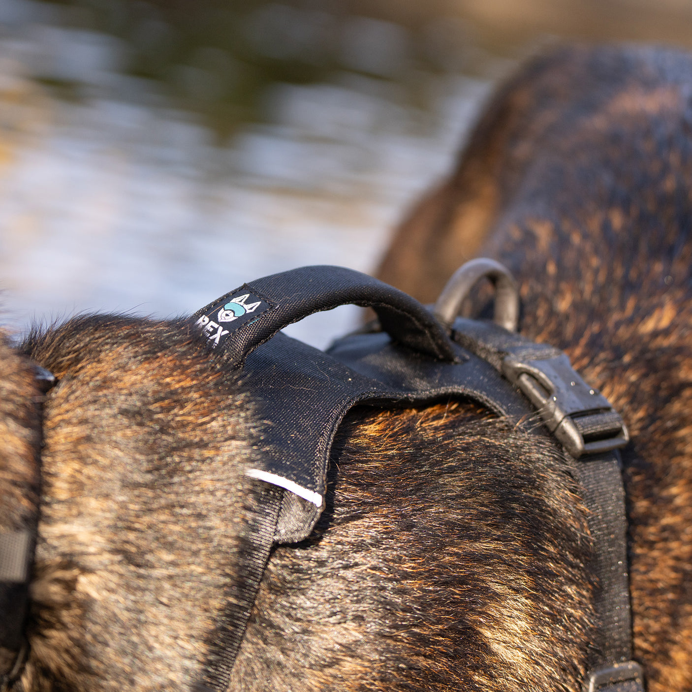 Trailhead Harness