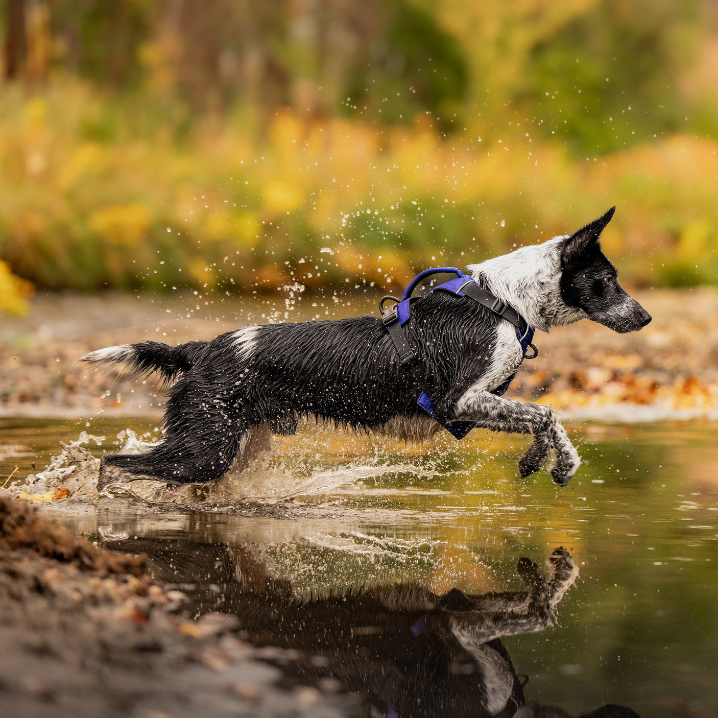 Trailhead Harness