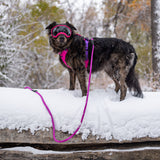 Trailhead Harness