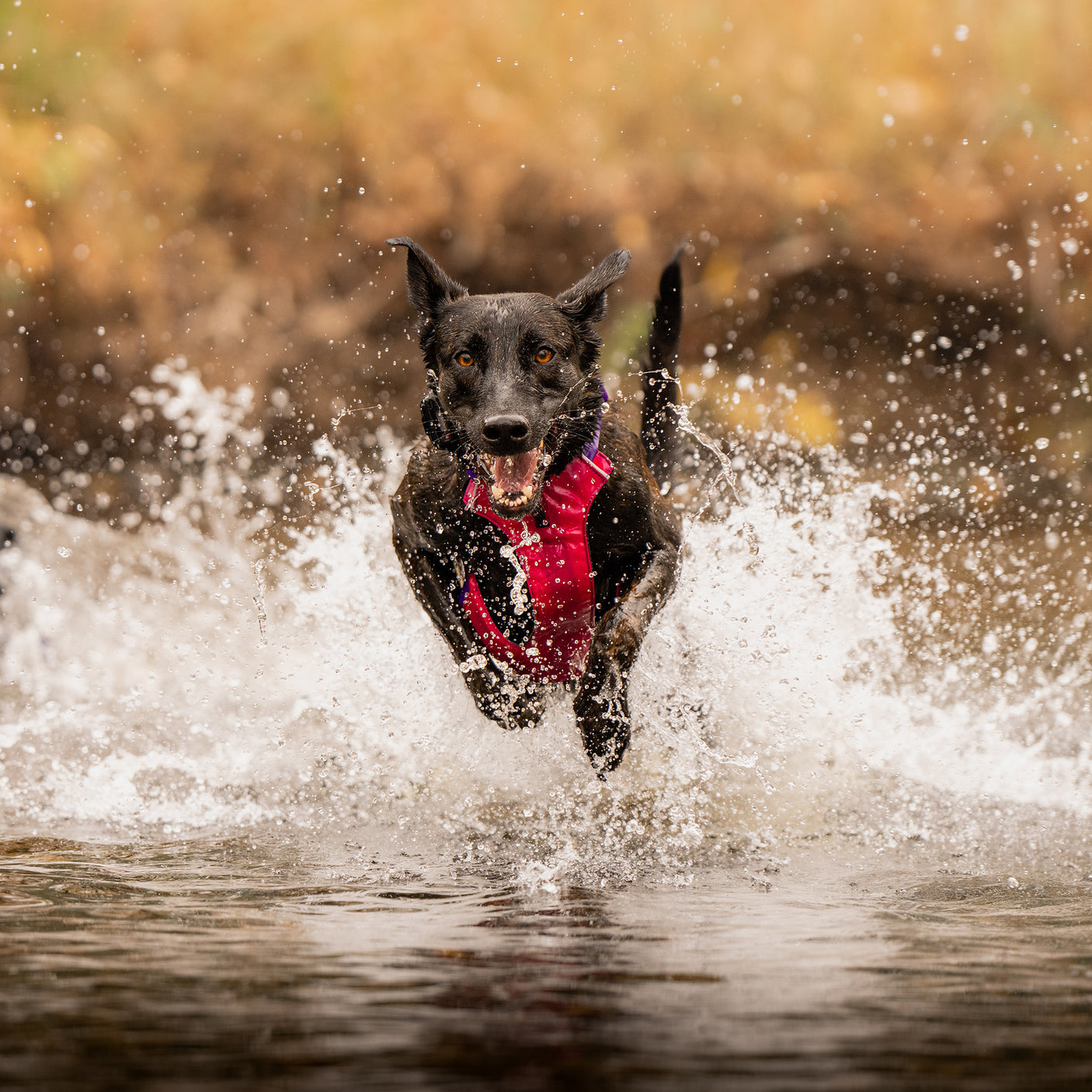 Trailhead Harness