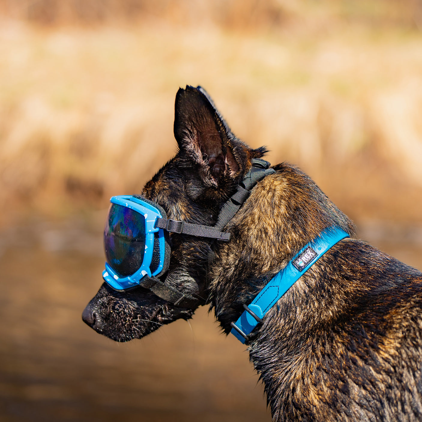 Weather-Resistant Brahma Collar