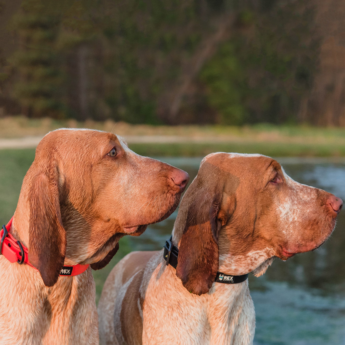 Weather-Resistant Brahma Collar