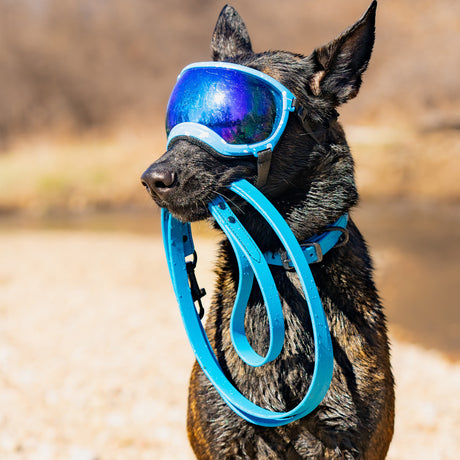 Hurricane Blue Weather-Resistant Brahma Leash in-use