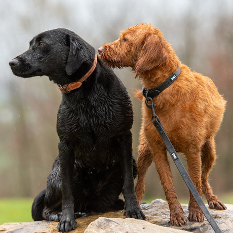 Black Weather-Resistant Brahma Leash on dog