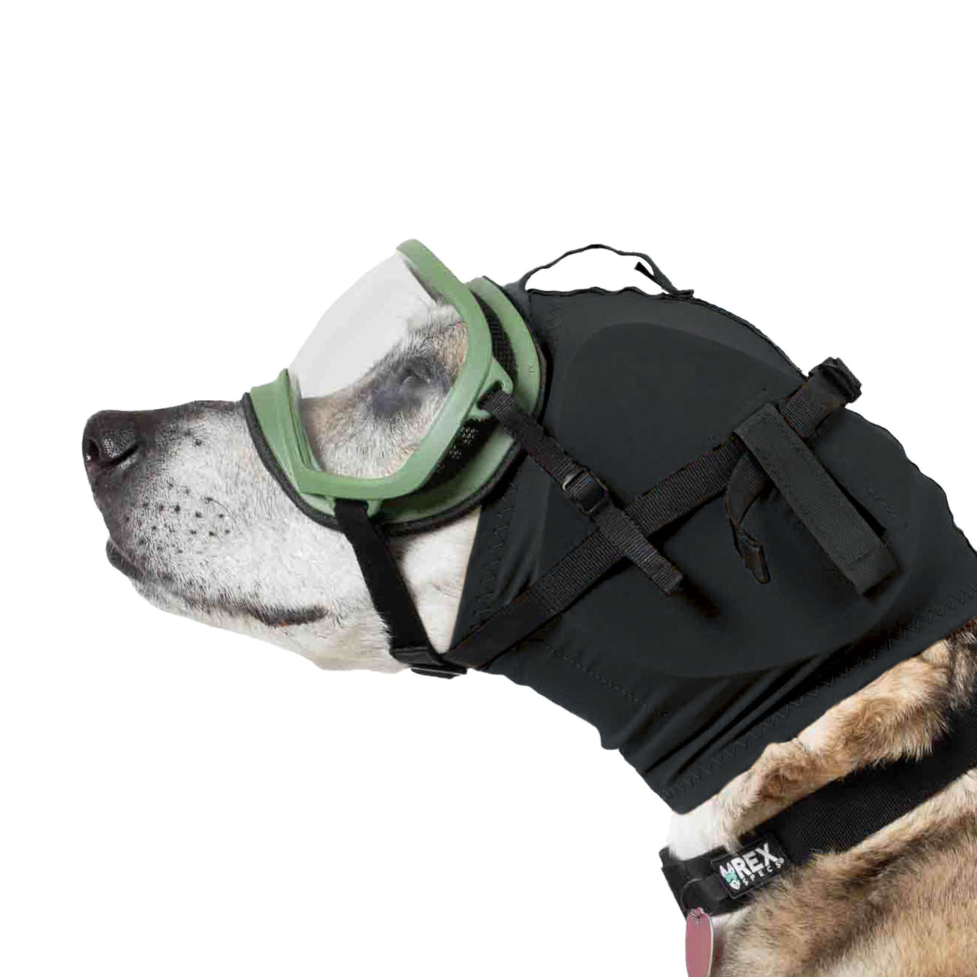 Black Ear Pro on dog with goggles