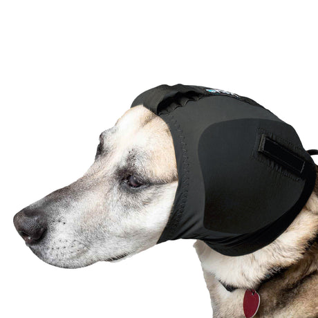 Black Ear Pro on dog face view