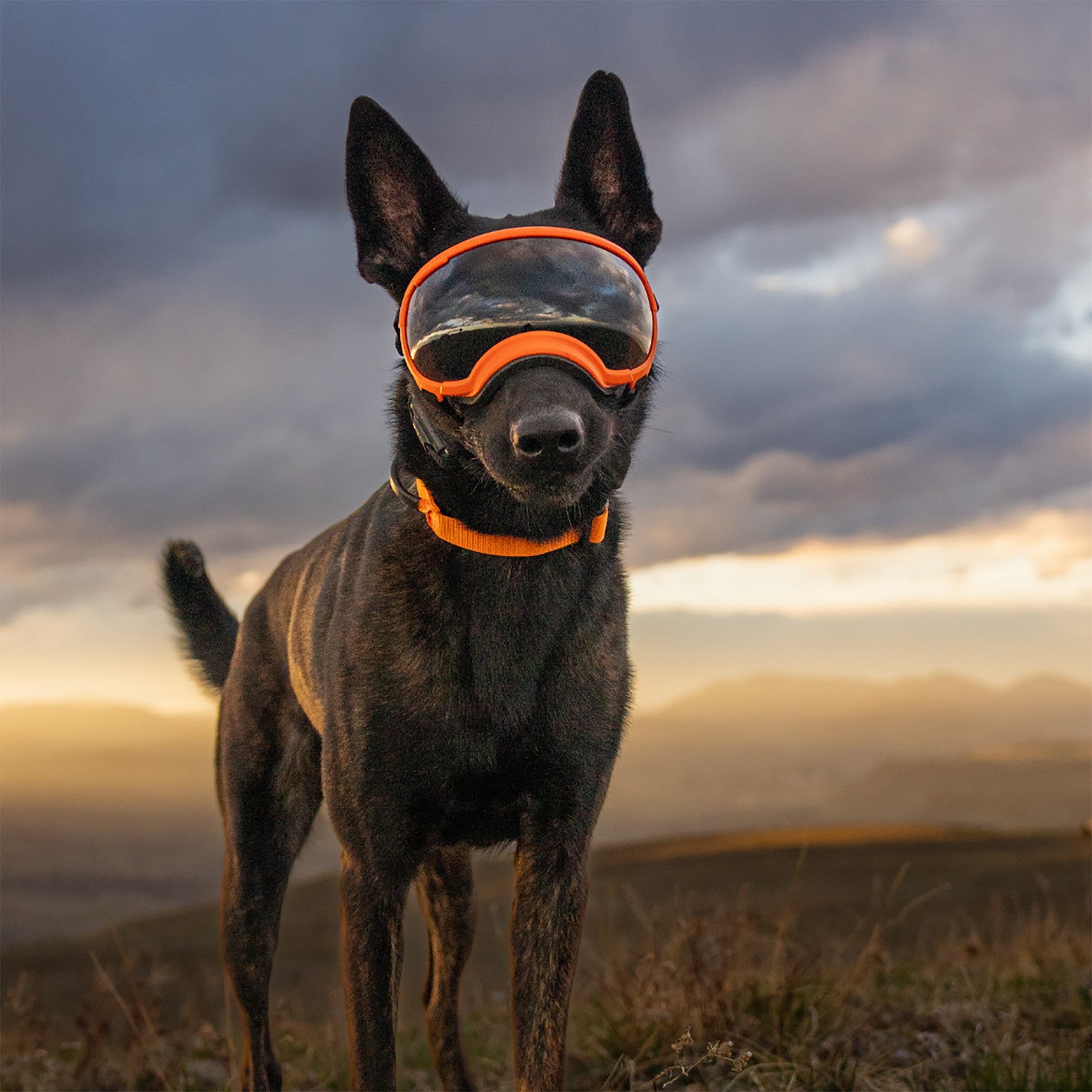 Dog Goggles in use, Appalachina Orange
