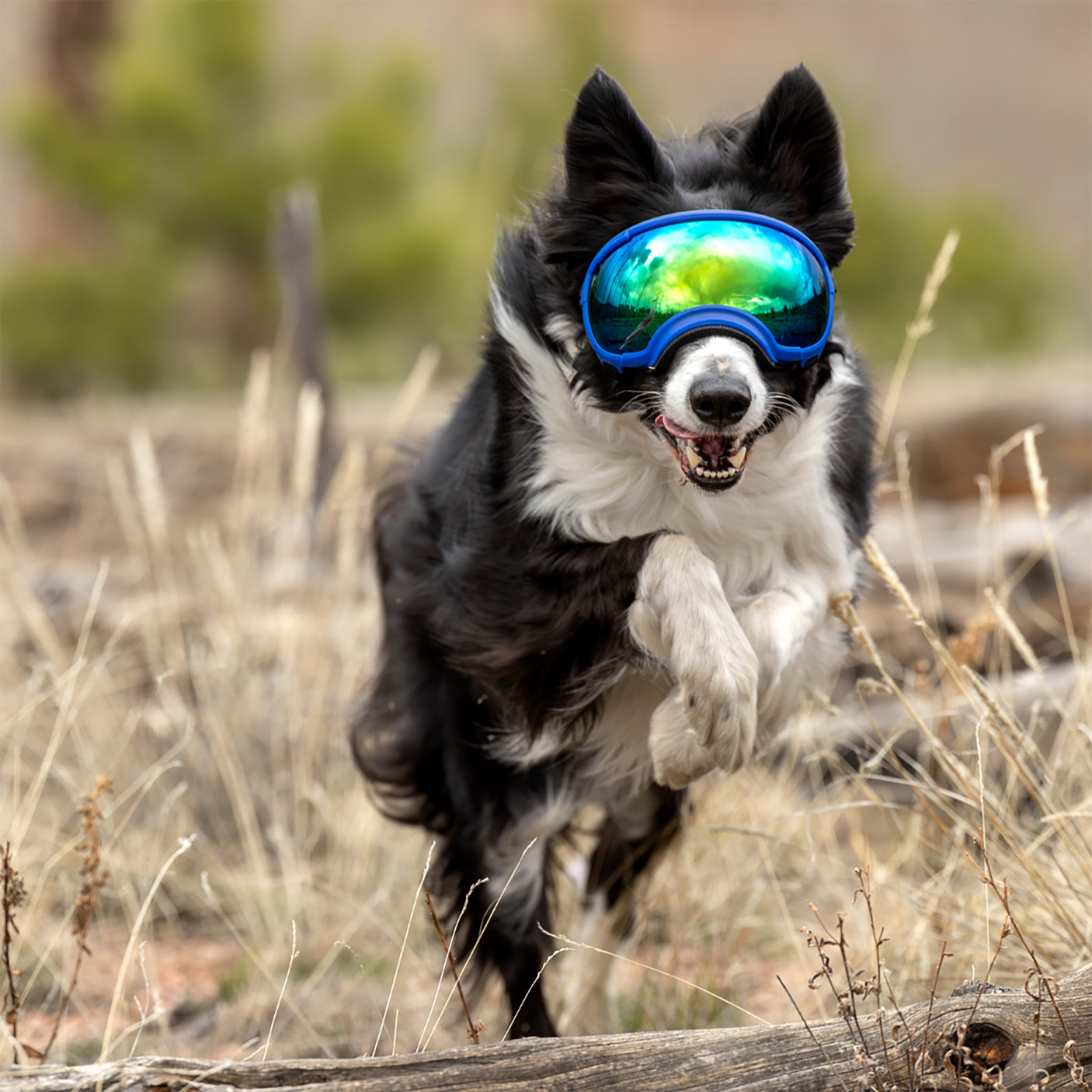 Dog Goggles in use, Balkan Blue - lifestyle