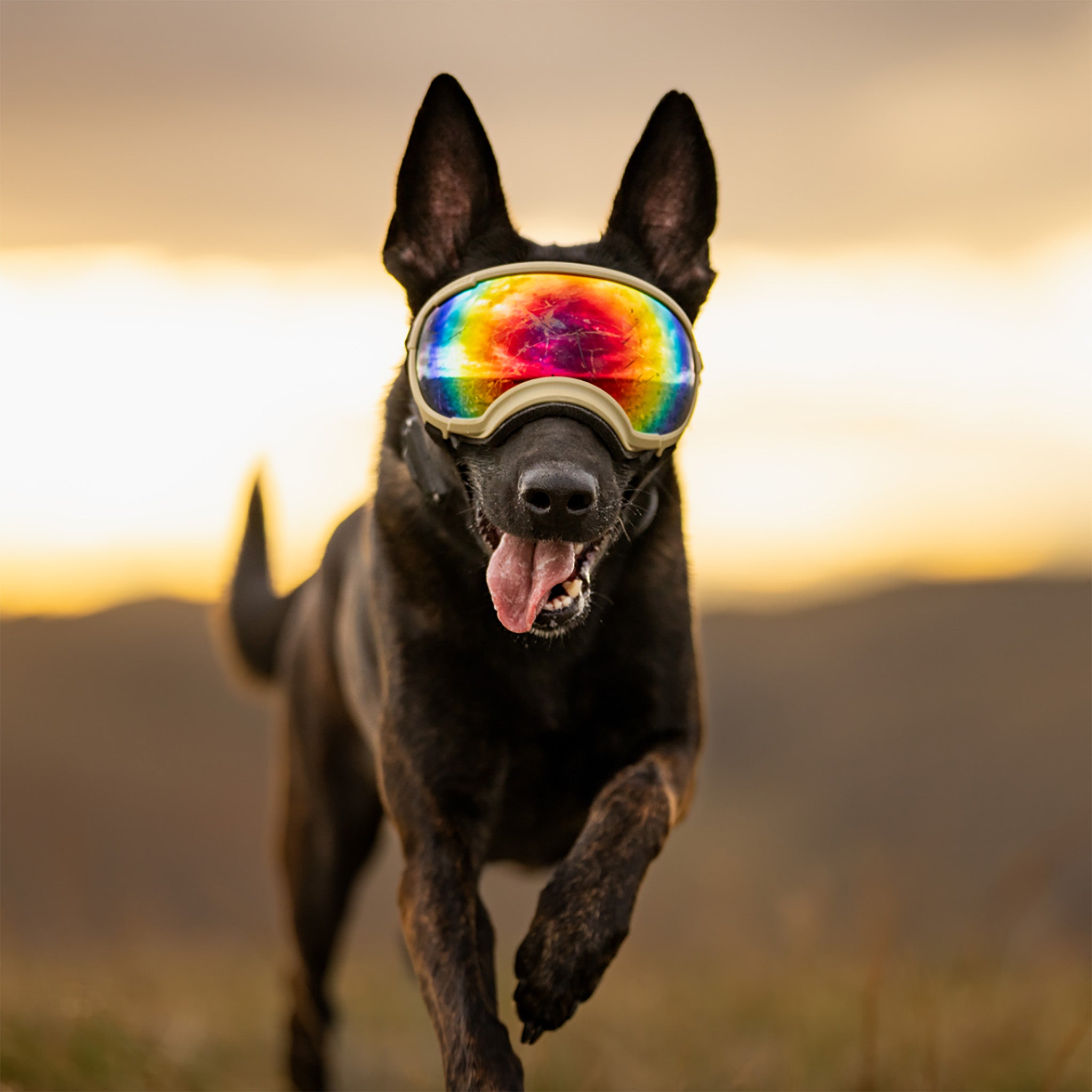 Dog Goggles in use, Coyote