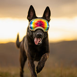 Dog Goggles in use, Coyote - lifestyle