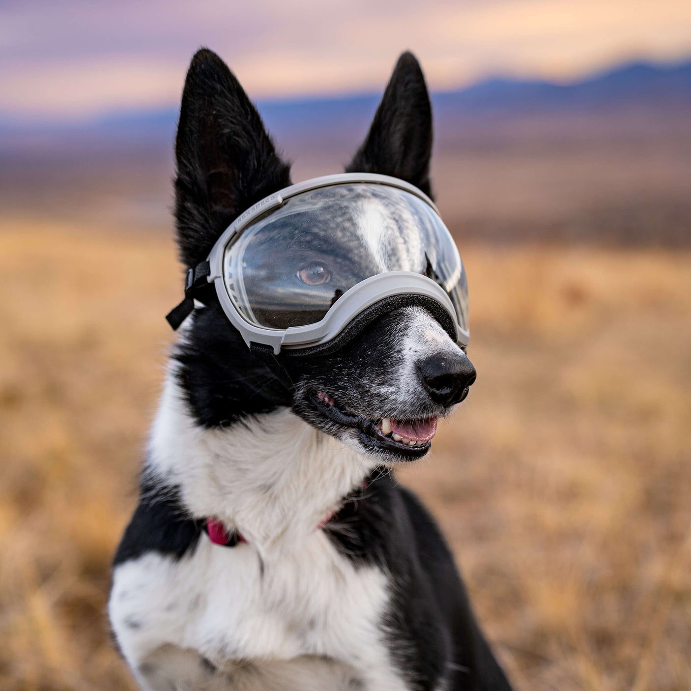 Dog Goggles in use, Gallatin Grey - lifestyle