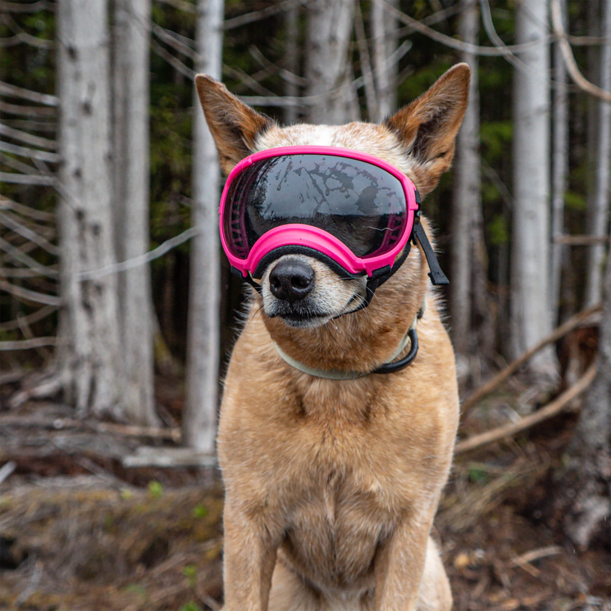 Dog Goggles in use, Himalayan Pink