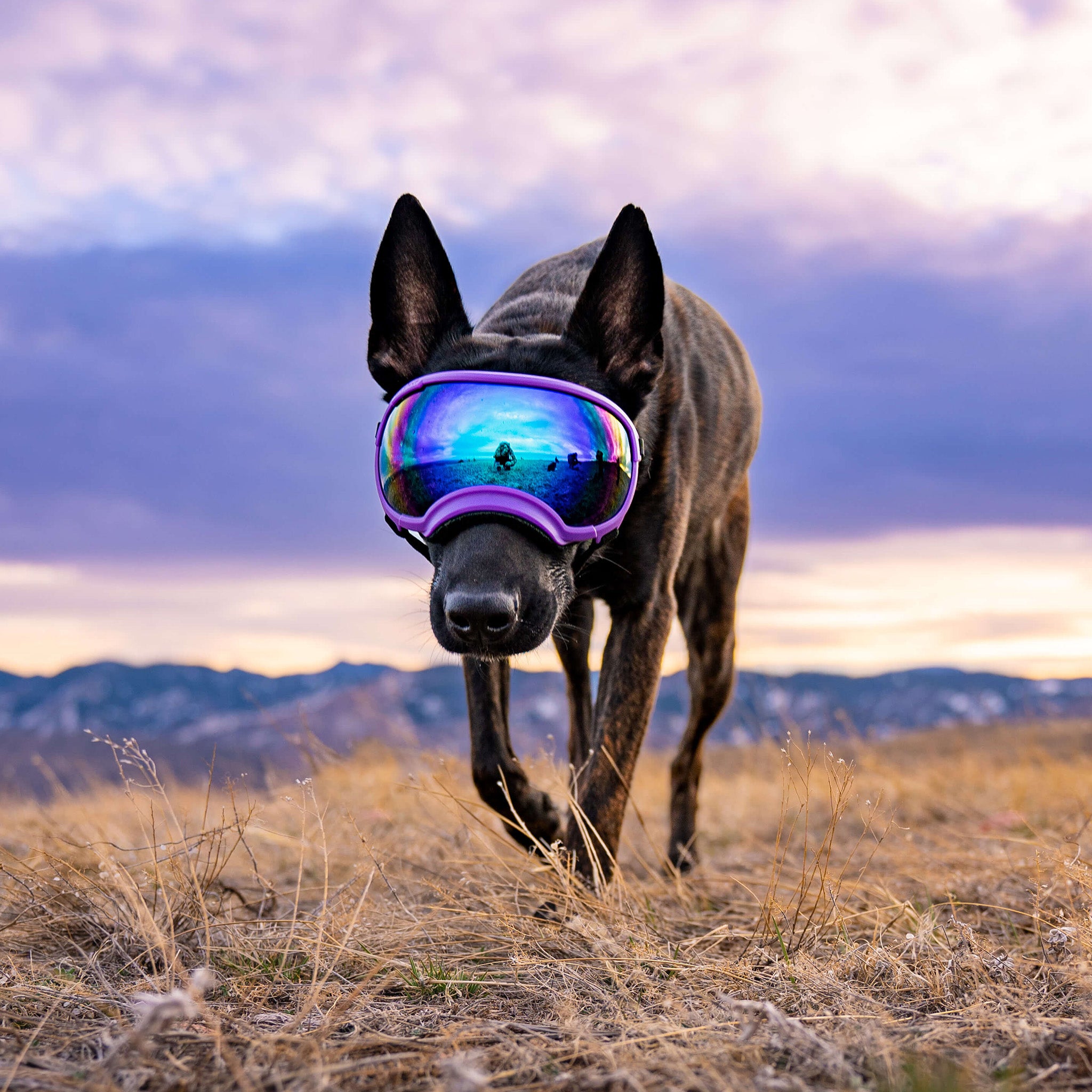 Dog Goggles in use, Pike Purple