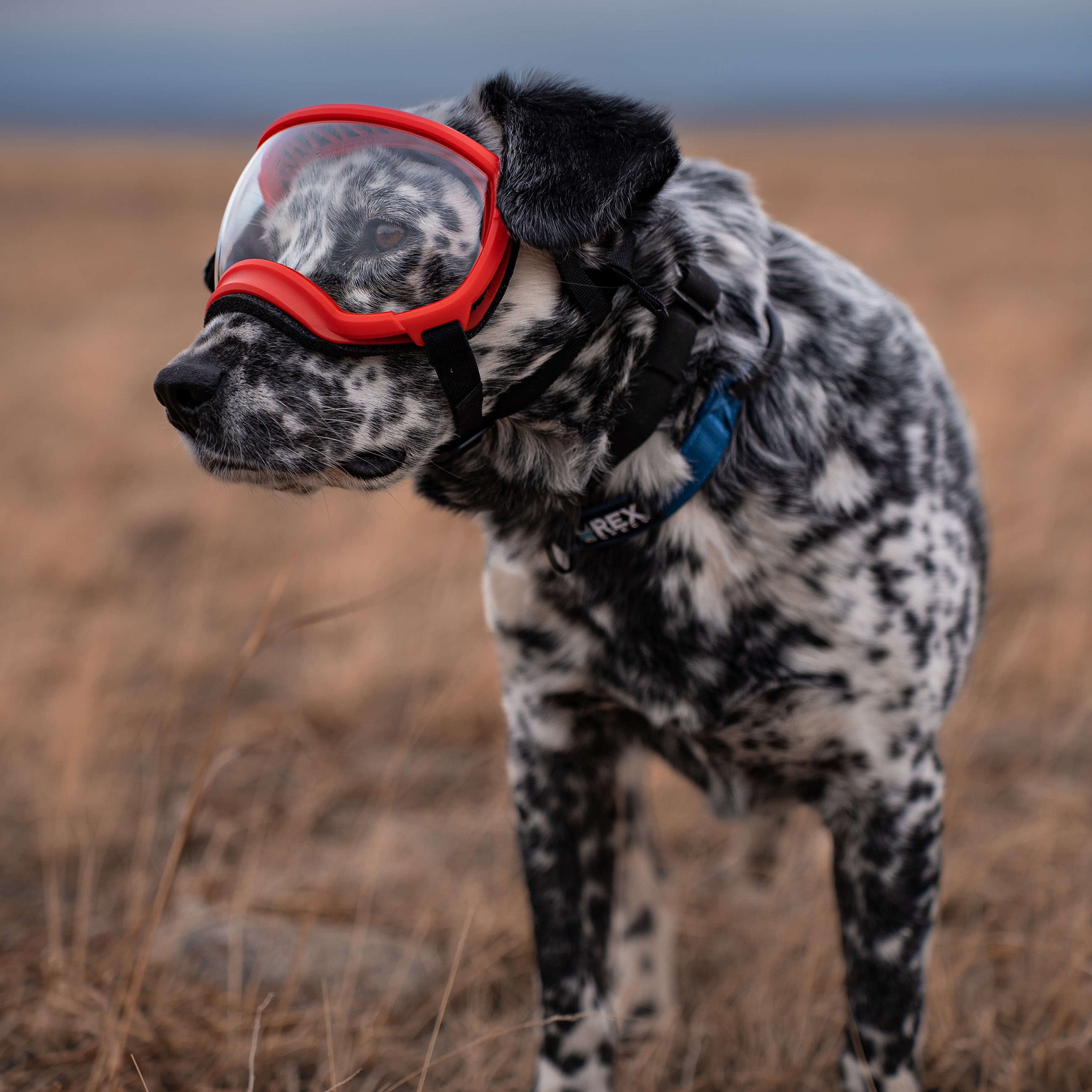 Dog Goggles in use, Ranger Red