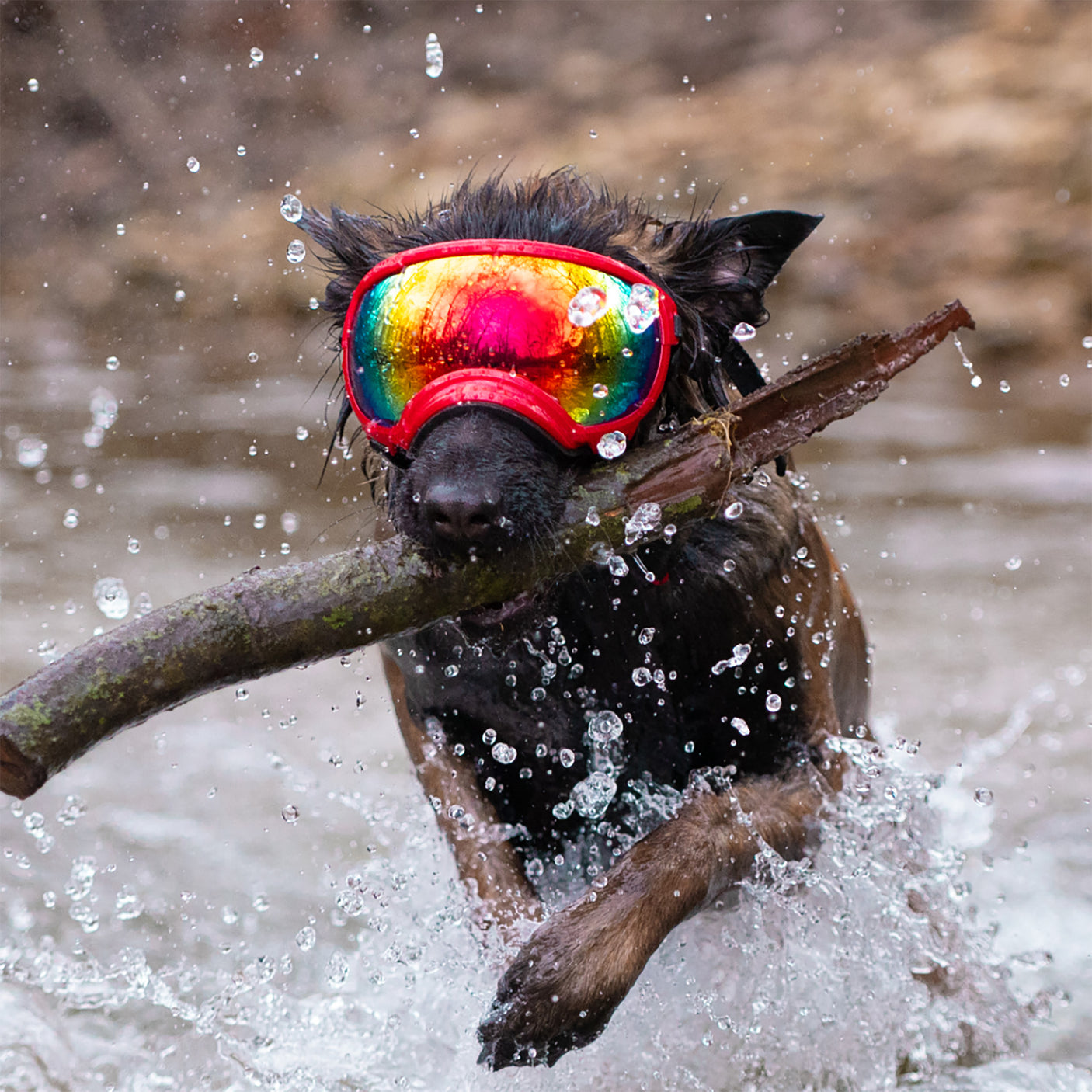 Dog Goggles in use, Volcano Red - lifestyle